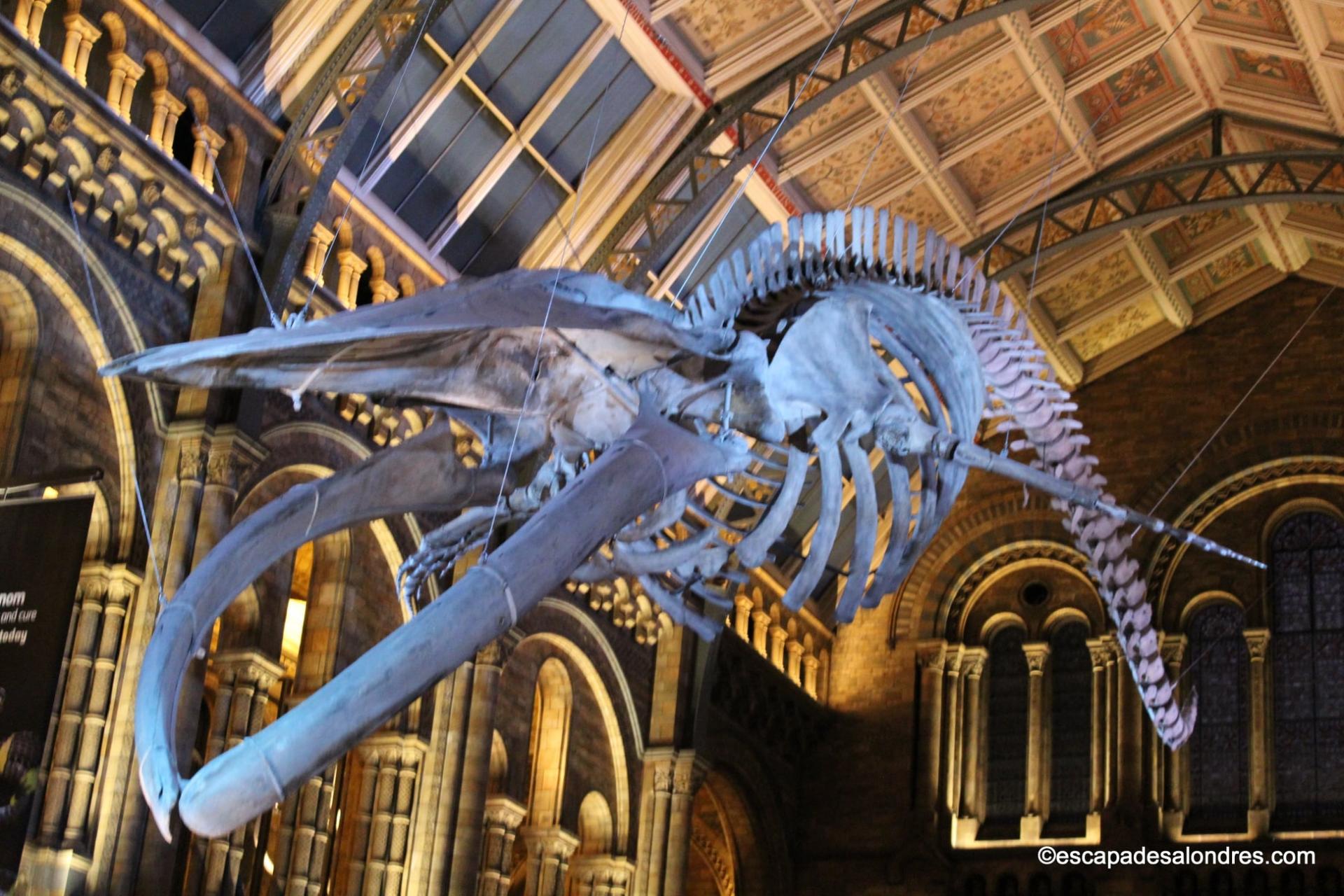 Natural history museum